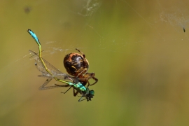 Ischnura elegans - Große Pechlibelle