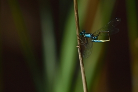 Ischnura elegans - Große Pechlibelle