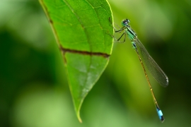 Ischnura elegans - Große Pechlibelle