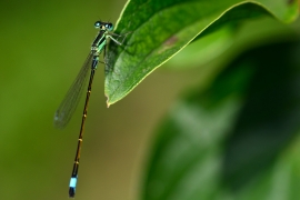 Ischnura elegans - Große Pechlibelle