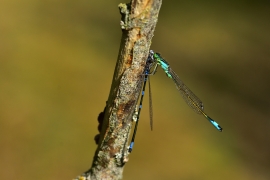 Ischnura elegans - Große Pechlibelle