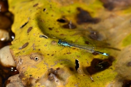 Ischnura elegans - Große Pechlibelle