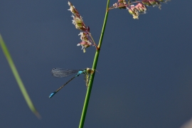 Ischnura elegans - Große Pechlibelle