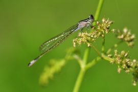 Ischnura elegans - Große Pechlibelle