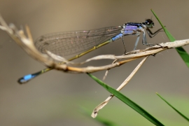 Ischnura elegans - Große Pechlibelle