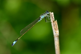 Ischnura elegans - Große Pechlibelle