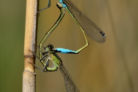 Ischnura elegans - Große Pechlibelle