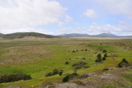 Vicuña - Feuerland
