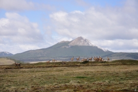 Vicuña - Feuerland