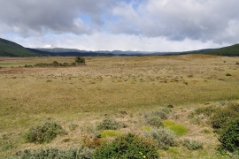 Vicuña - Feuerland