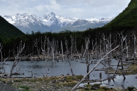 Um den Lago Deseado - Feuerland