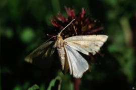 Lepidoptera Patagoniens