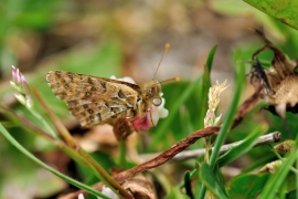 Mariposa pintada