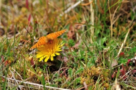 Mariposa pintada