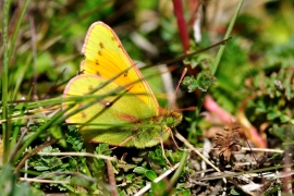 Mariposa anaranjada