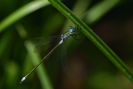 Lestes sponsa - Gemeine Binsenjungfer