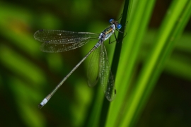 Lestes sponsa - Gemeine Binsenjungfer