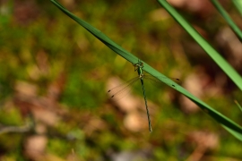 Lestes virens - Kleine Binsenjungfer