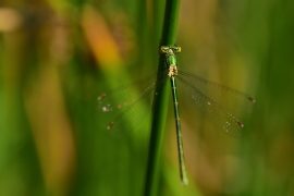 Lestes virens - Kleine Binsenjungfer