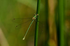 Lestes virens - Kleine Binsenjungfer
