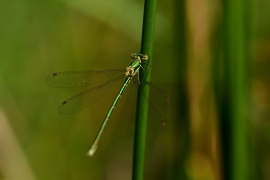 Lestes virens - Kleine Binsenjungfer