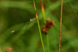 Lestes virens - Kleine Binsenjungfer