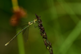 Lestes virens - Kleine Binsenjungfer