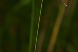 Lestes virens - Kleine Binsenjungfer