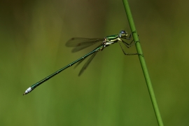 Lestes virens - Kleine Binsenjungfer