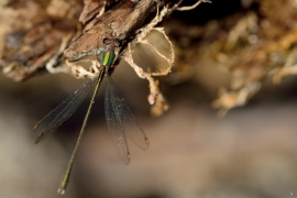 Westliche Weidenjungfer - Lestes viridis