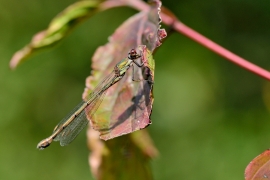 Westliche Weidenjungfer - Lestes viridis