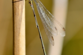 Westliche Weidenjungfer - Lestes viridis