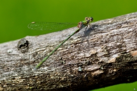 Westliche Weidenjungfer - Lestes viridis