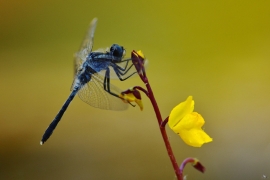 Leucorrhinia albifrons - Östliche Moosjungfer