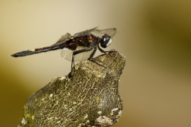 Leucorrhinia pectoralis - Große Moosjunfer