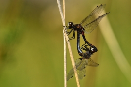 Leucorrhinia rubicunda - Nordische Moosjungfer