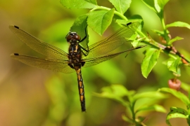 Leucorrhinia rubicunda - Nordische Moosjungfer