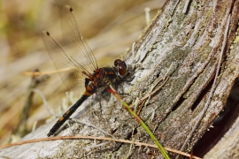 Leucorrhinia rubicunda - Nordische Moosjungfer