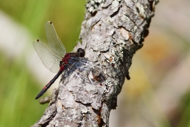 Leucorrhinia rubicunda - Nordische Moosjungfer