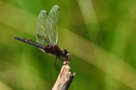 Leucorrhinia rubicunda - Nordische Moosjungfer