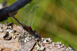 Leucorrhinia rubicunda - Nordische Moosjungfer