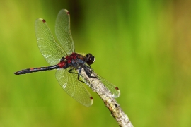 Leucorrhinia rubicunda - Nordische Moosjungfer