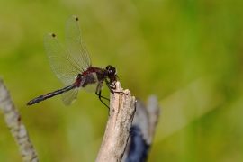 Leucorrhinia rubicunda - Nordische Moosjungfer