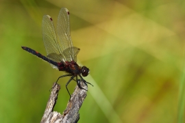 Leucorrhinia rubicunda - Nordische Moosjungfer