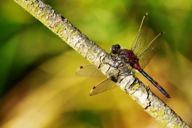 Leucorrhinia rubicunda - Nordische Moosjungfer