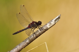 Leucorrhinia rubicunda - Nordische Moosjungfer