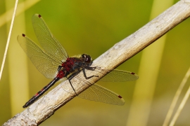 Leucorrhinia rubicunda - Nordische Moosjungfer