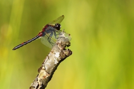 Leucorrhinia rubicunda - Nordische Moosjungfer