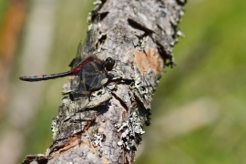 Leucorrhinia rubicunda - Nordische Moosjungfer