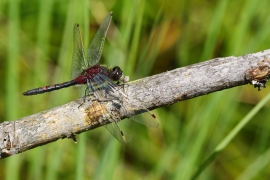 Leucorrhinia rubicunda - Nordische Moosjungfer